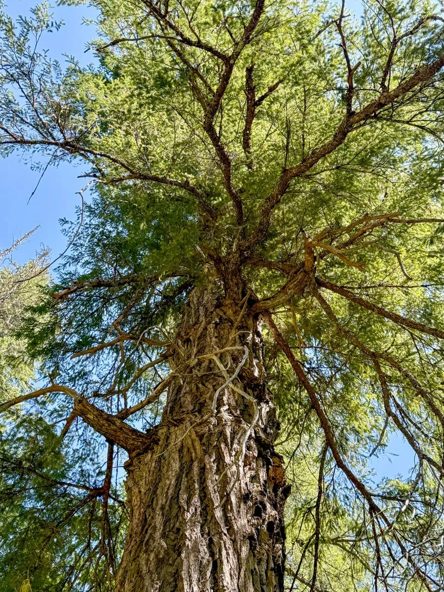 Ancient Douglas-fir crown