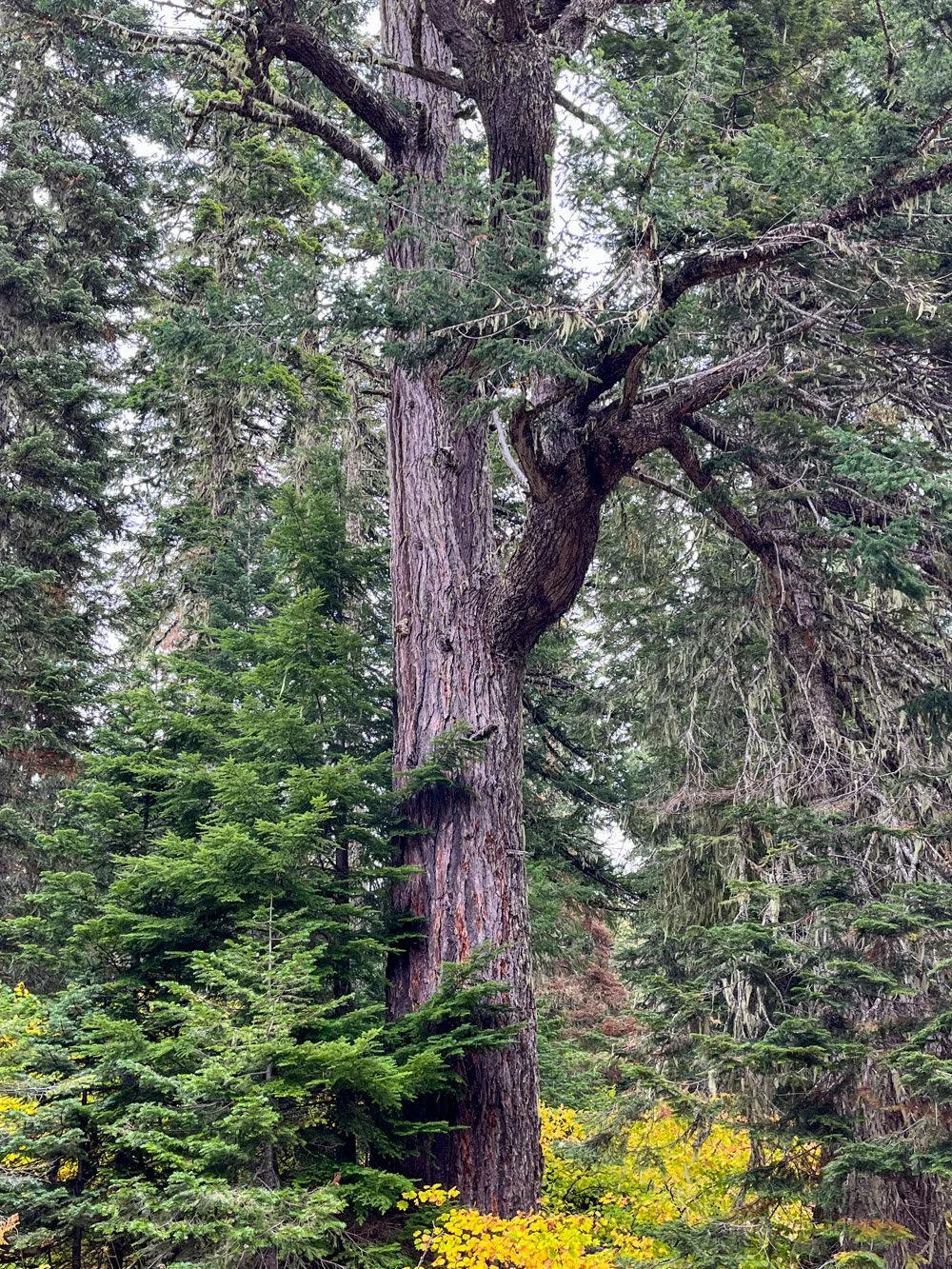 An ancient and gnarly survivor