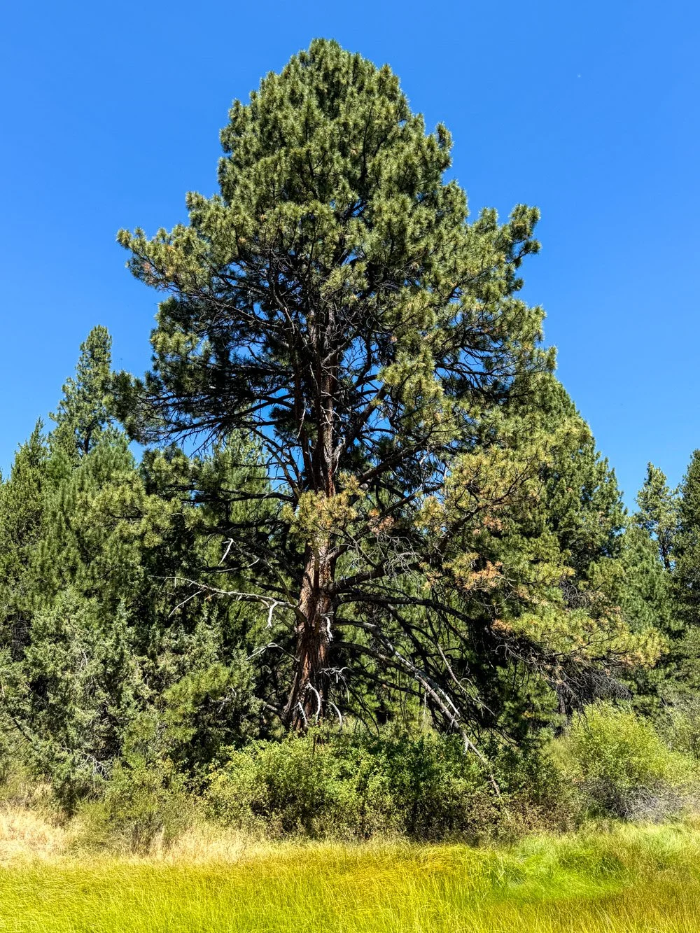 Short, stout ponderosa pine