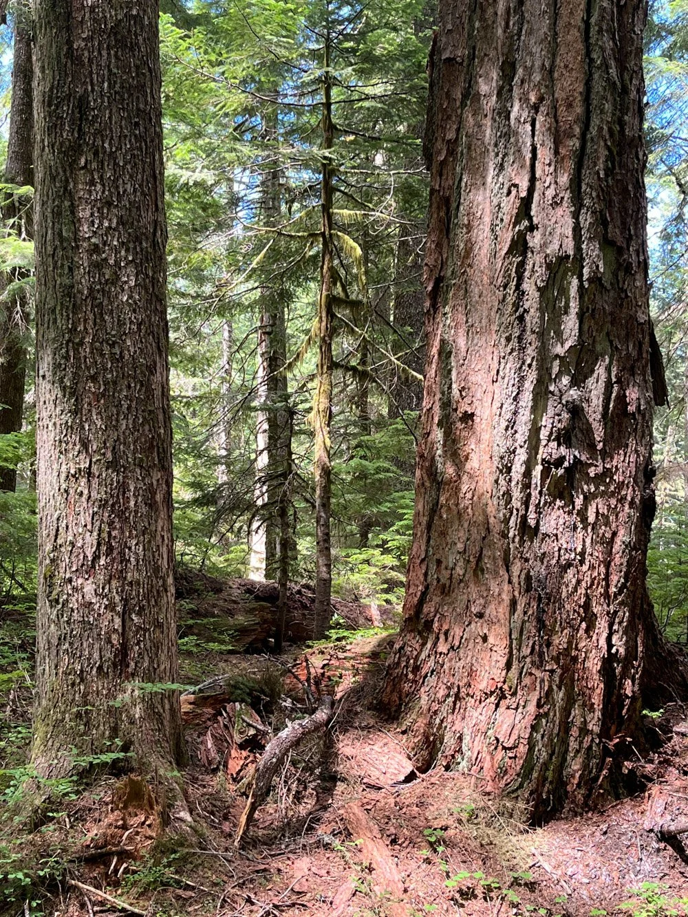 Douglas-fir and western hemlock