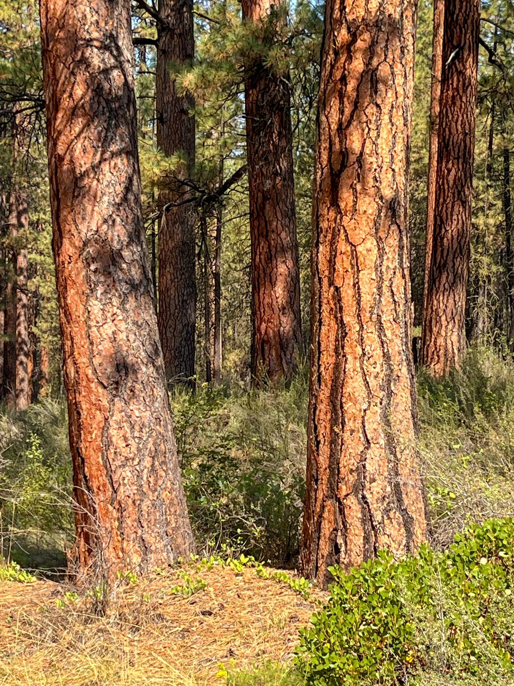 Old ponderosa pine