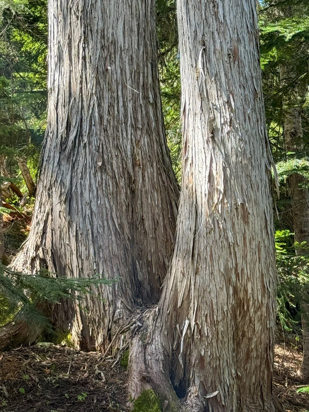 Alaska yellow cedar