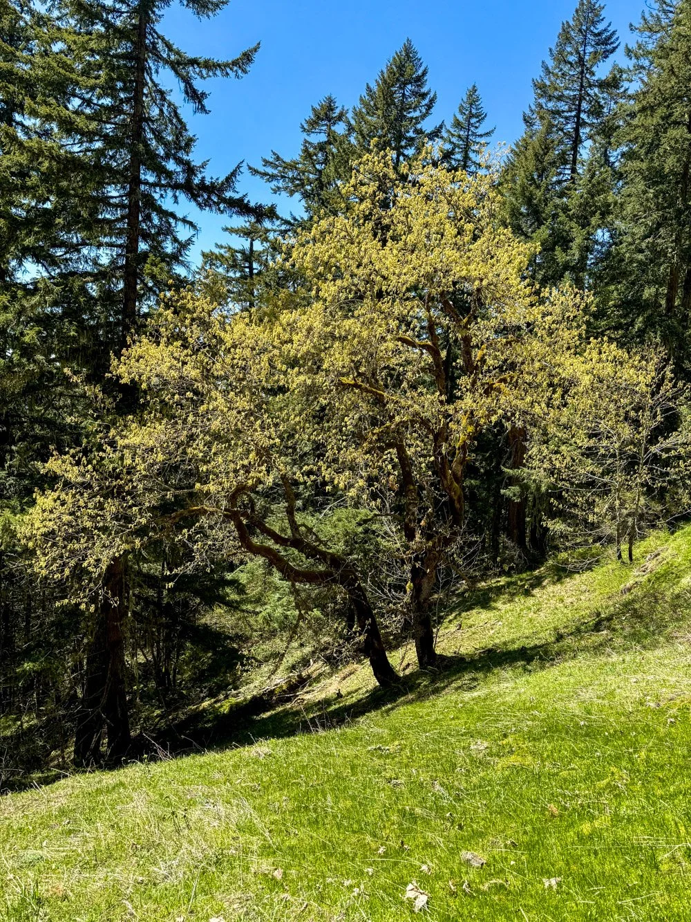 Bigleaf maple at meadow's edge