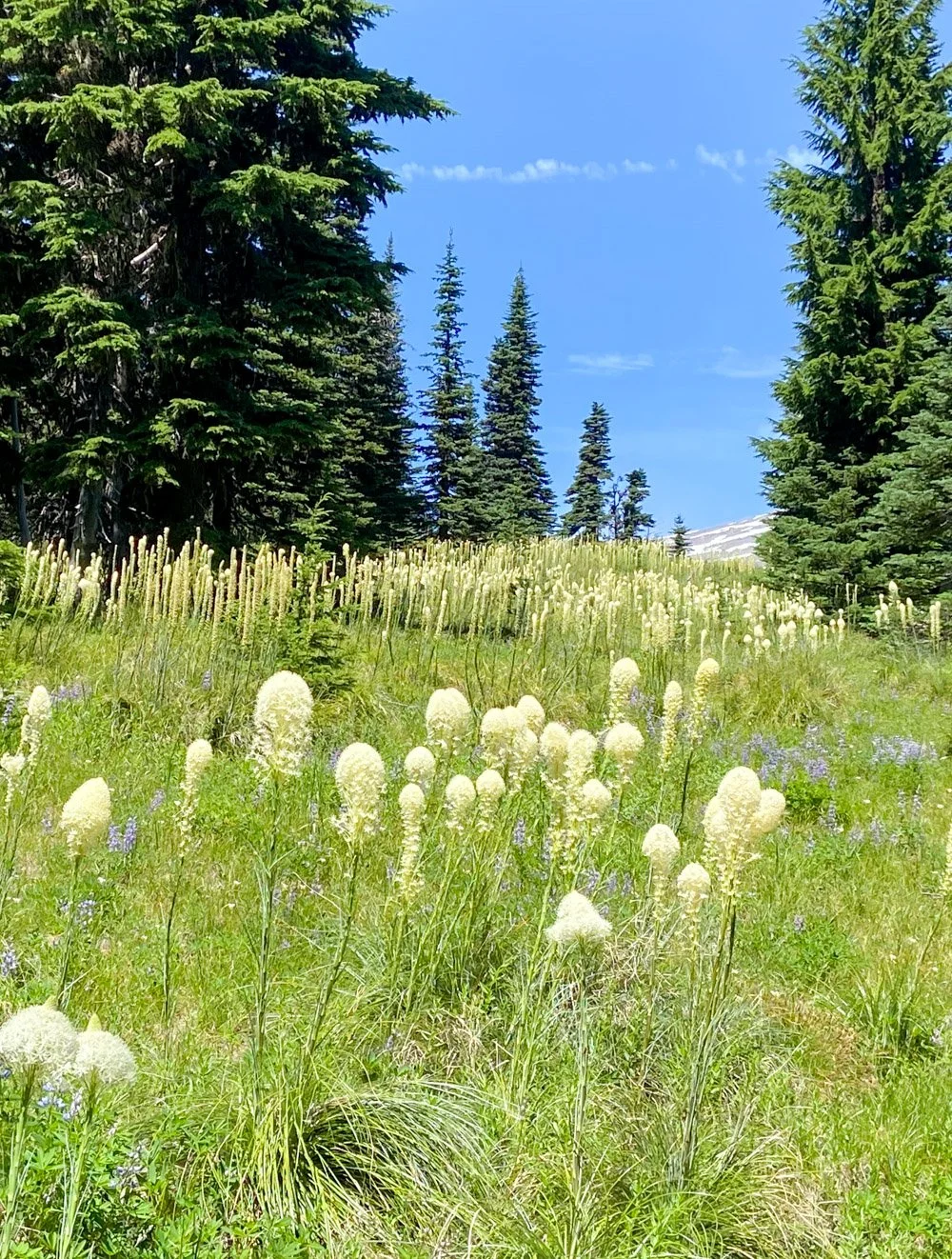 Beargrass heaven