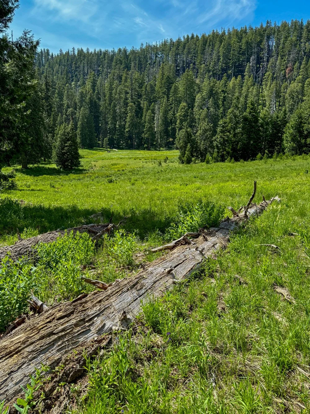 Grasshopper Meadow