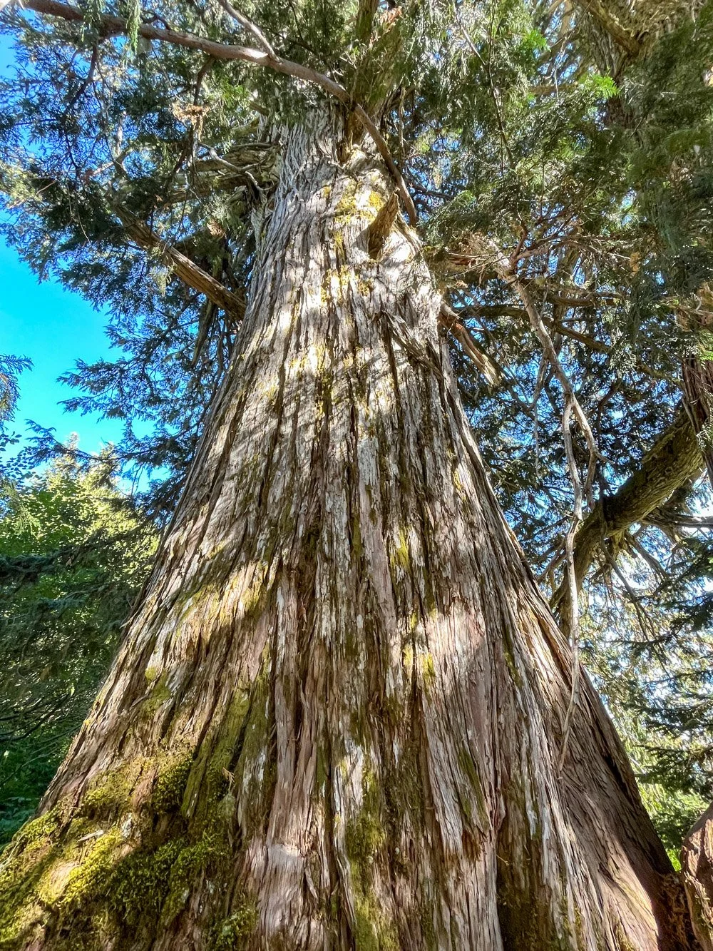 Alaska yellow cedar