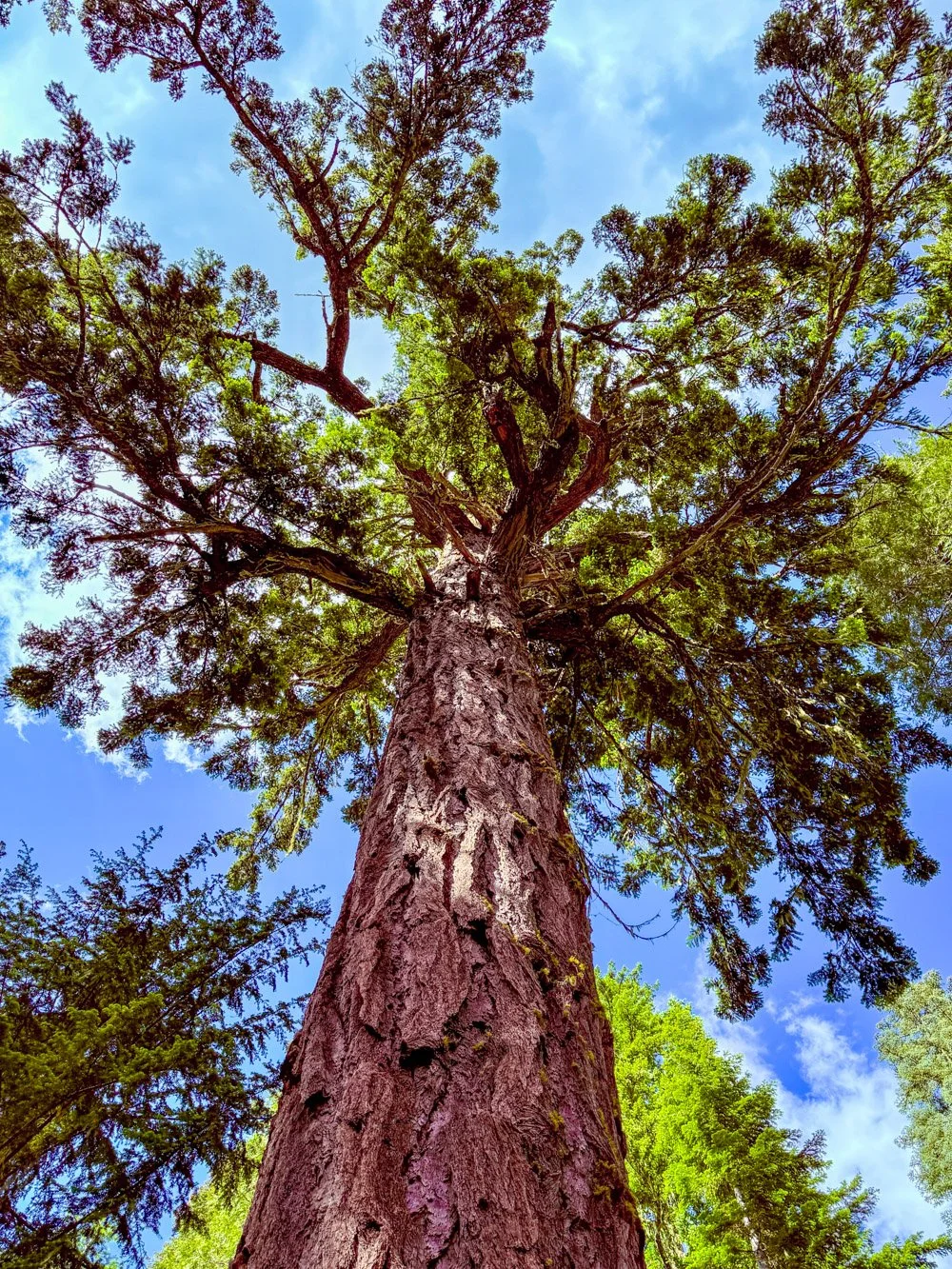 Ancient Douglas-fir crown