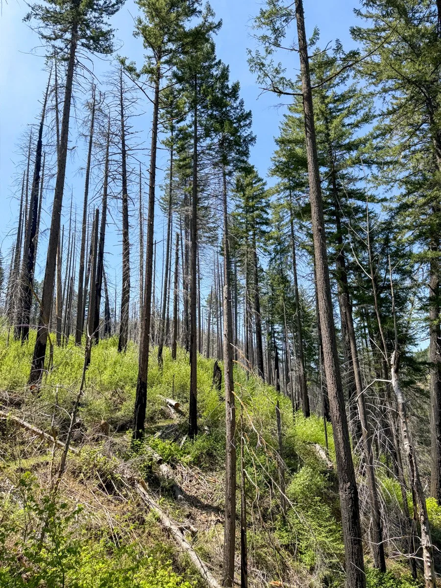 Survivors on lower slope close to river