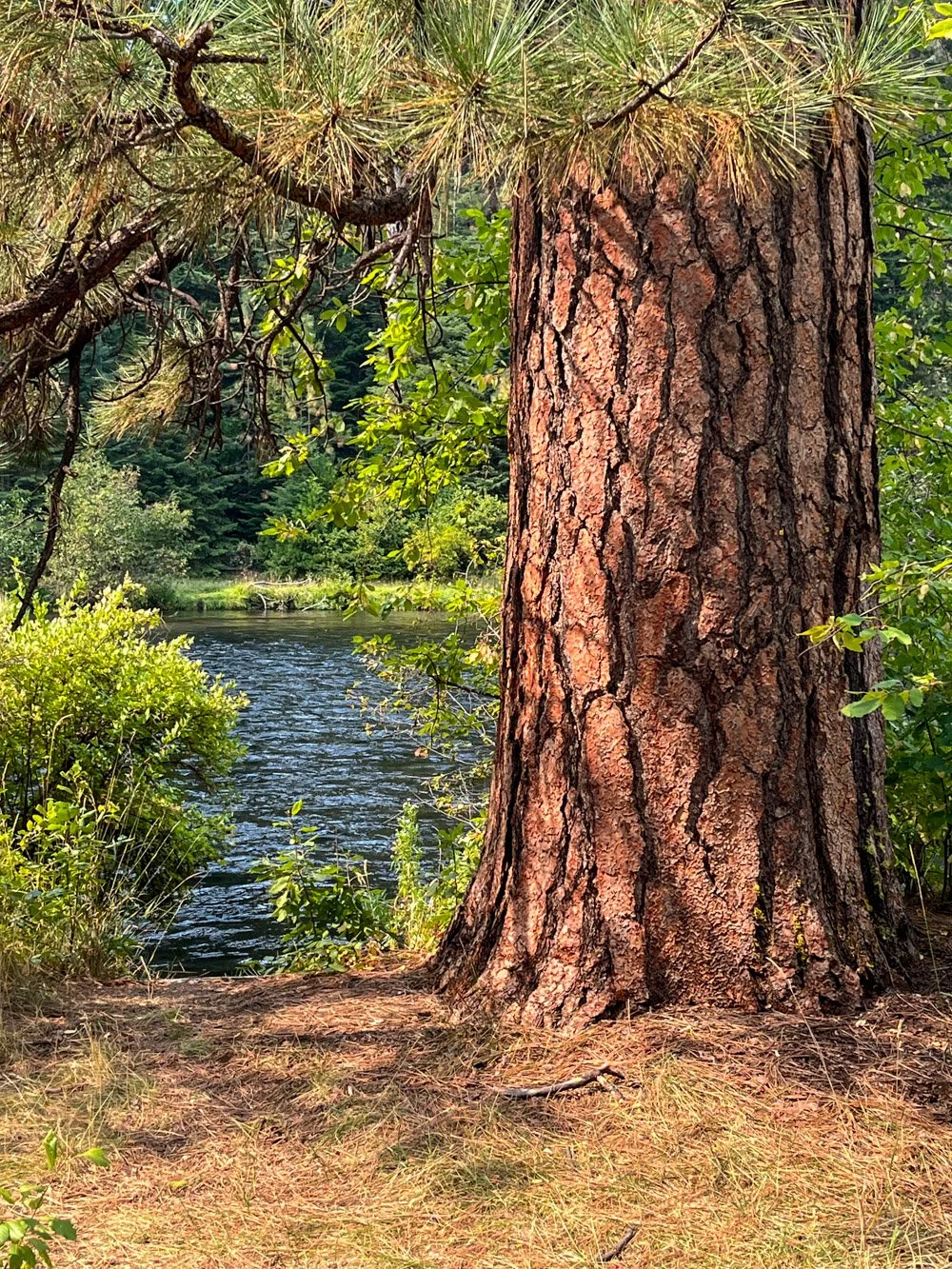 Beautiful pine by the river
