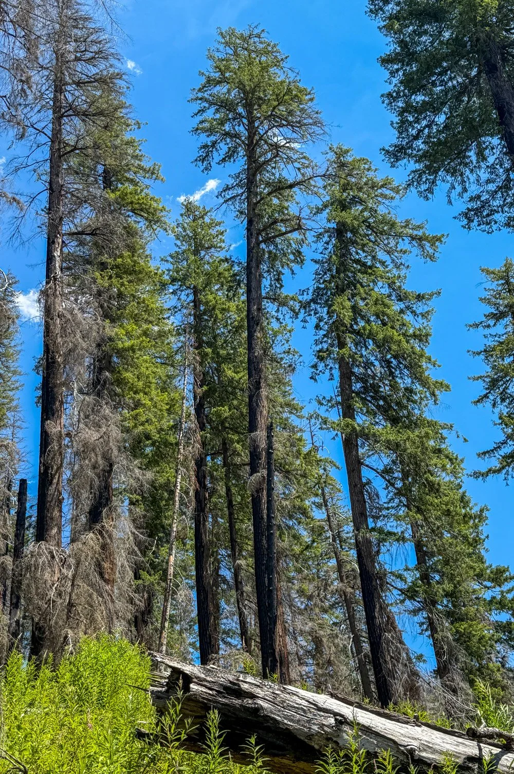Black Creek, post-fire survivors (Cedar Creek Fire, 2022)