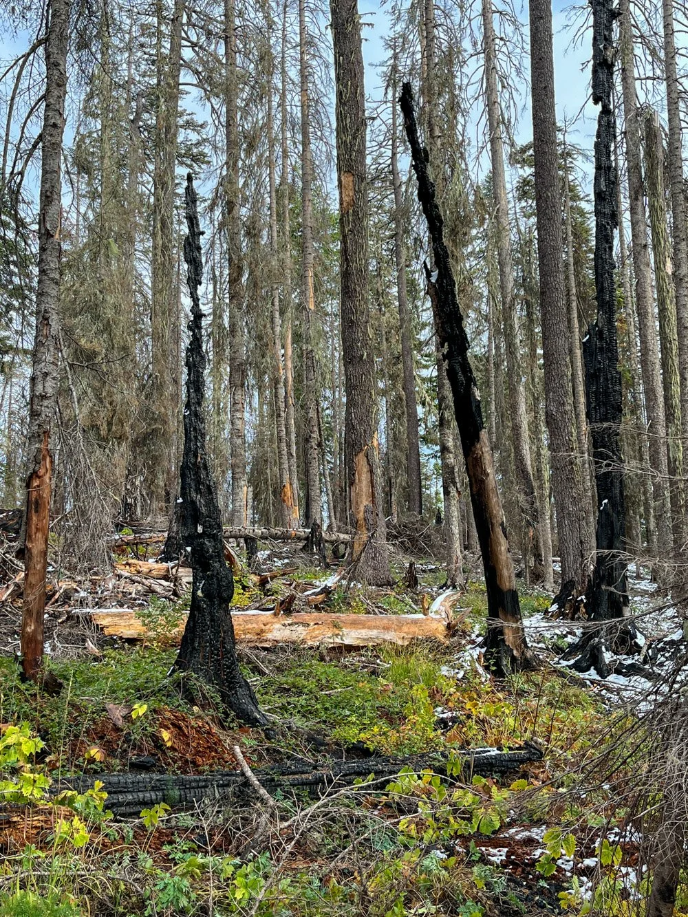 Mortality from the Smith Fire (2021)