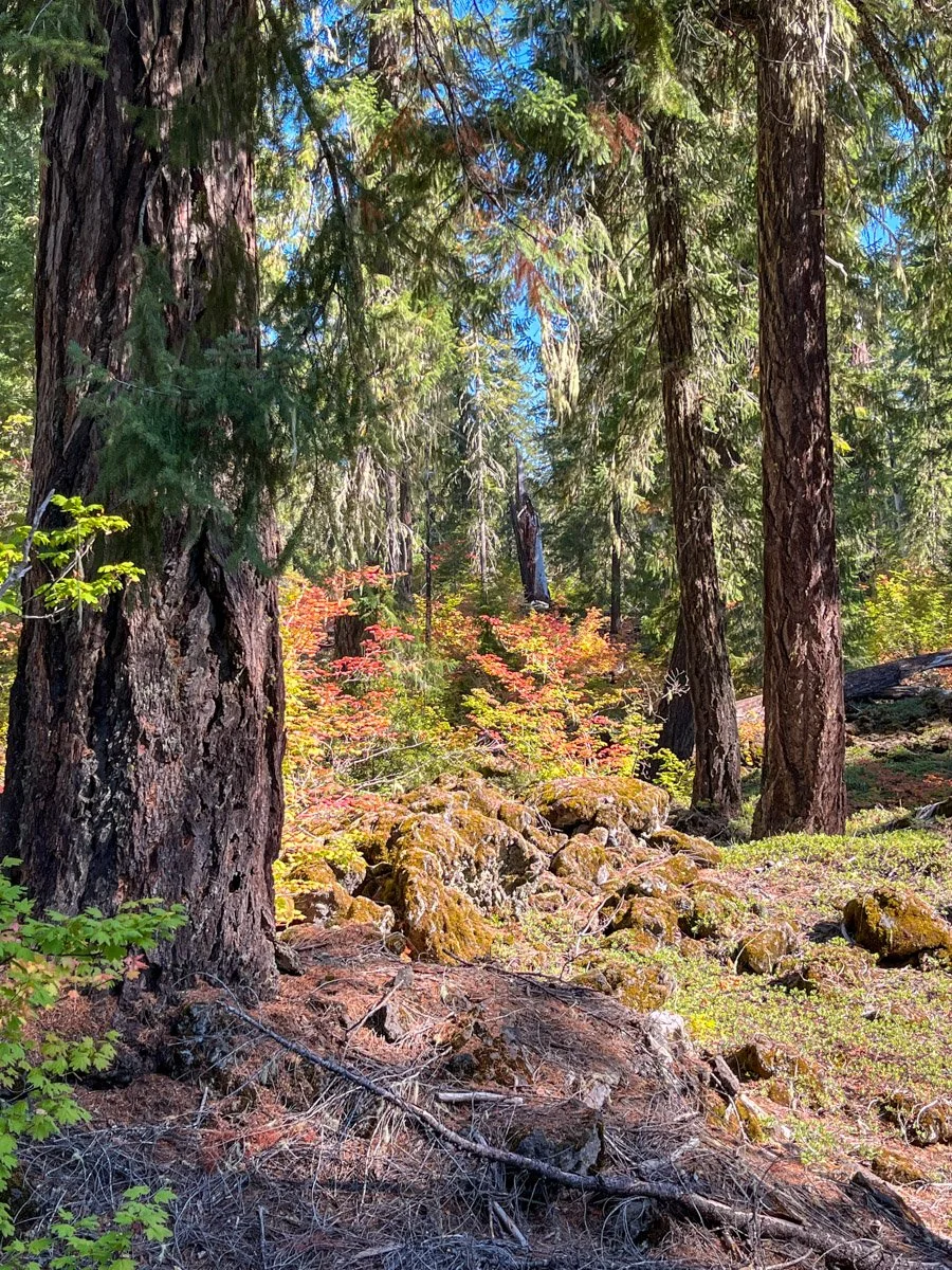 Douglas-fir amid lava