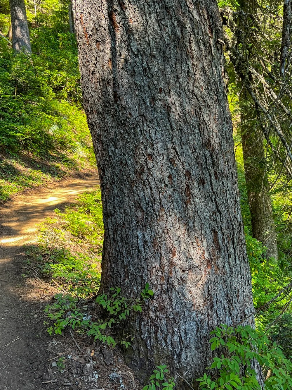 Pacific silver fir