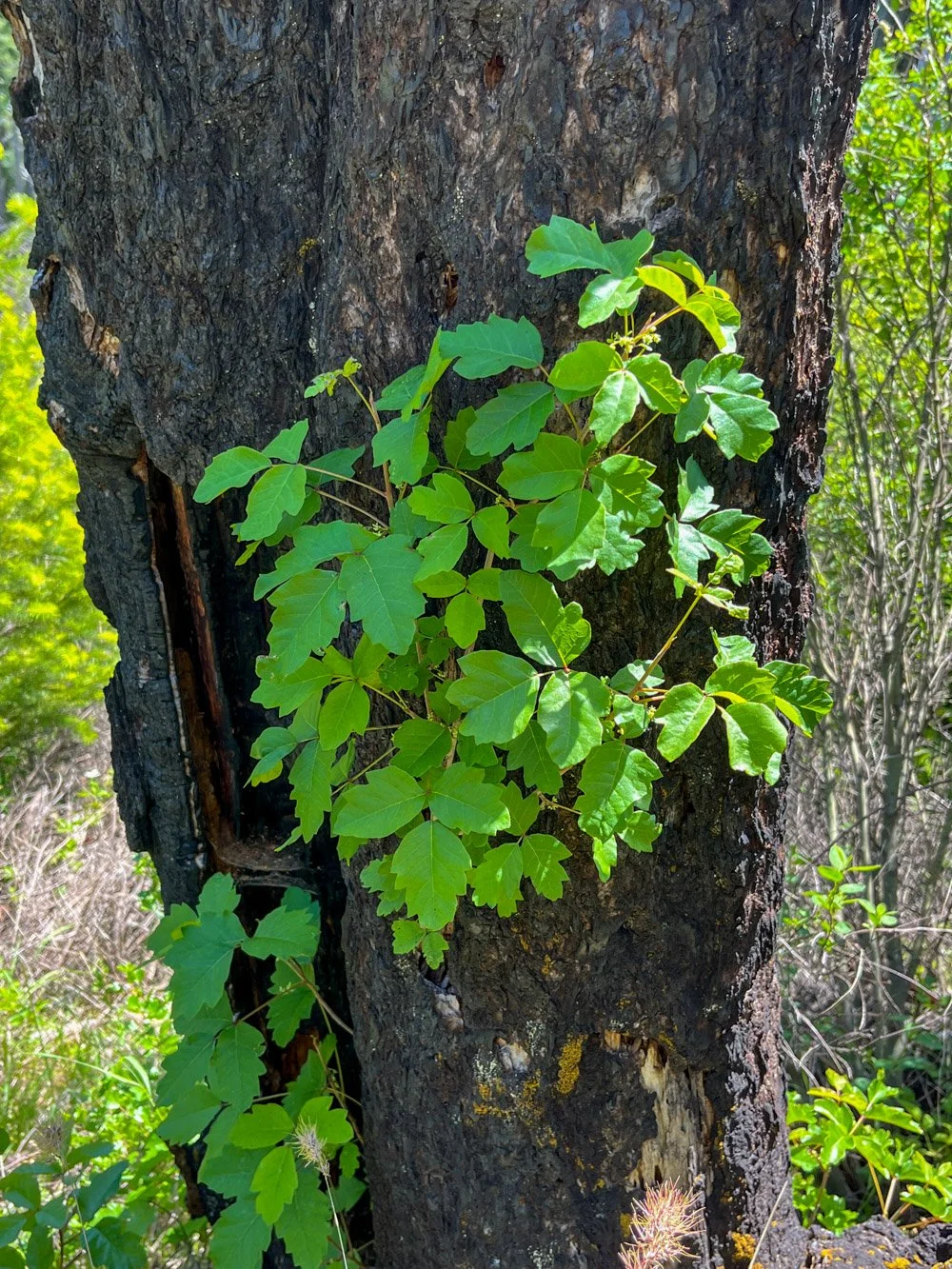 Poison oak growing out of a burnt snag