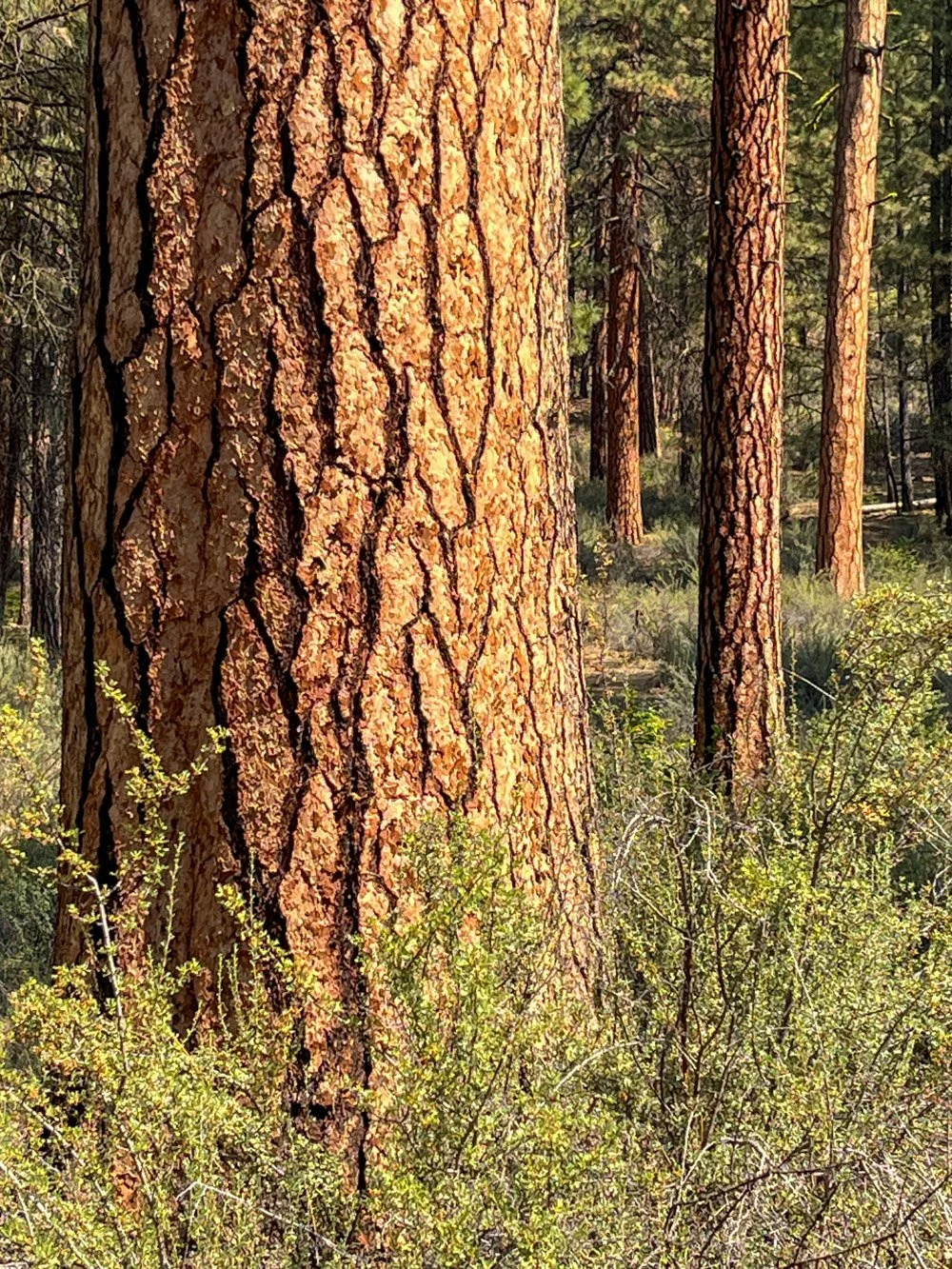 Upland pine and bitterbrush