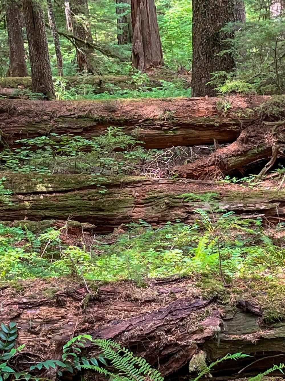 Abundant large logs