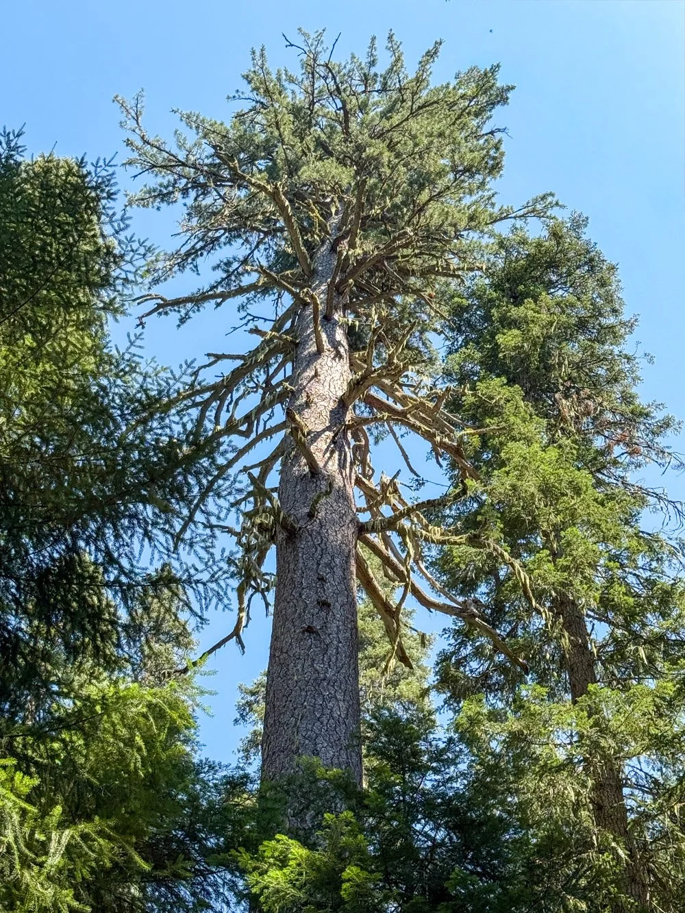 Sugar pine
