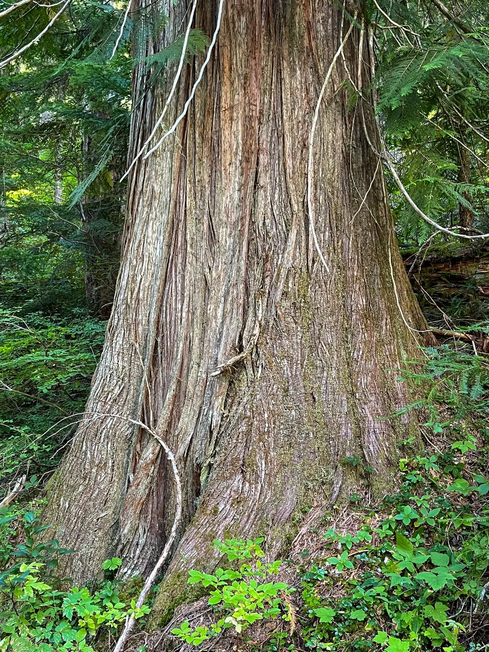 Graceful redcedar