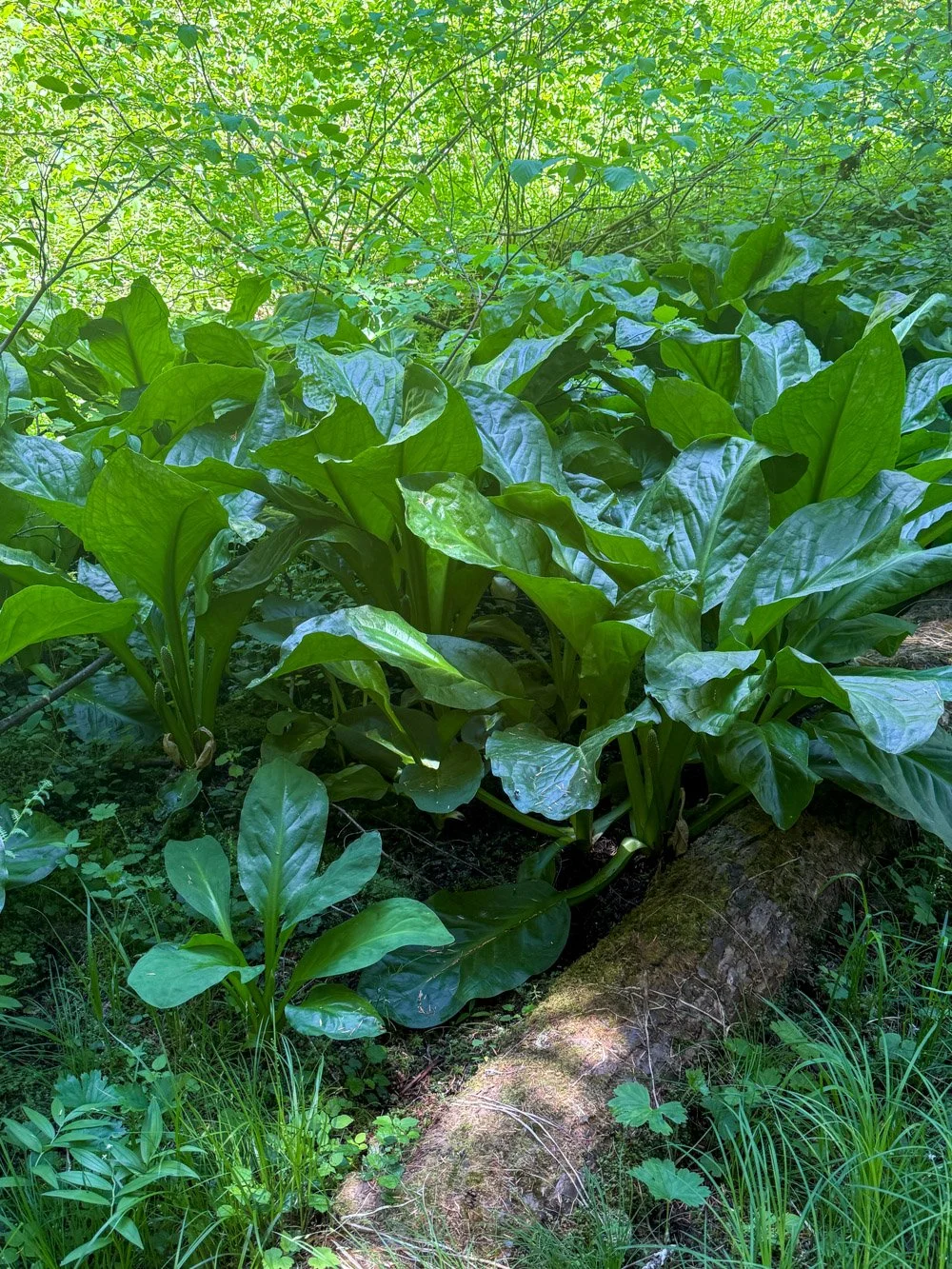 Skunk cabbage