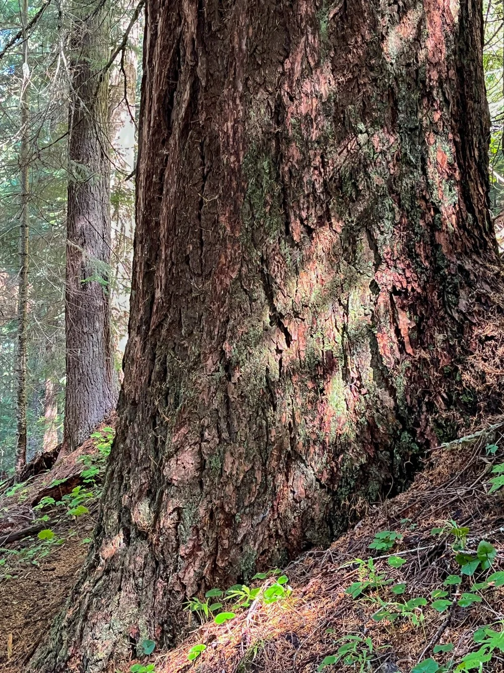 Massive Douglas-fir