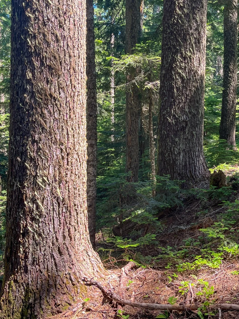 Gorgeous noble fir