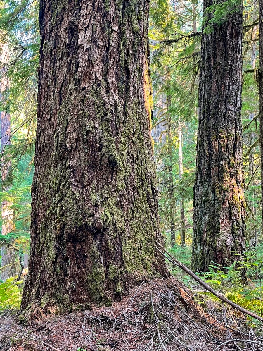 Old Douglas-fir
