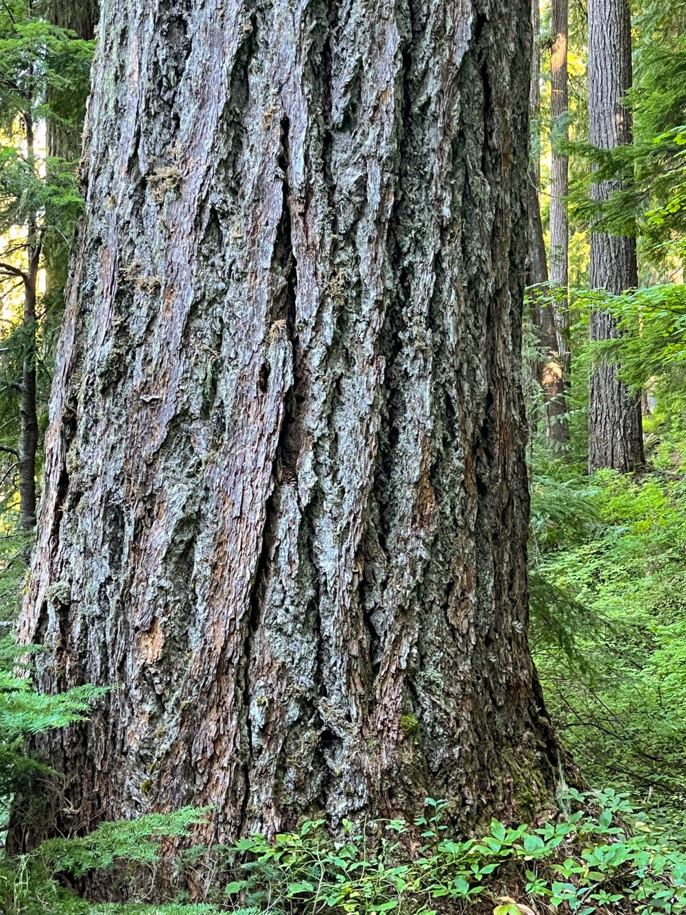 Big, fat Douglas-fir
