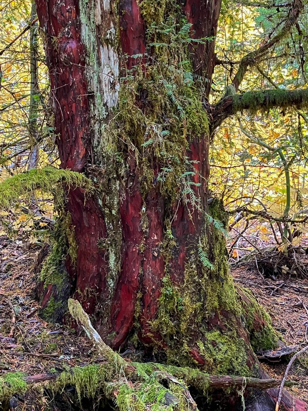 Pacific yew
