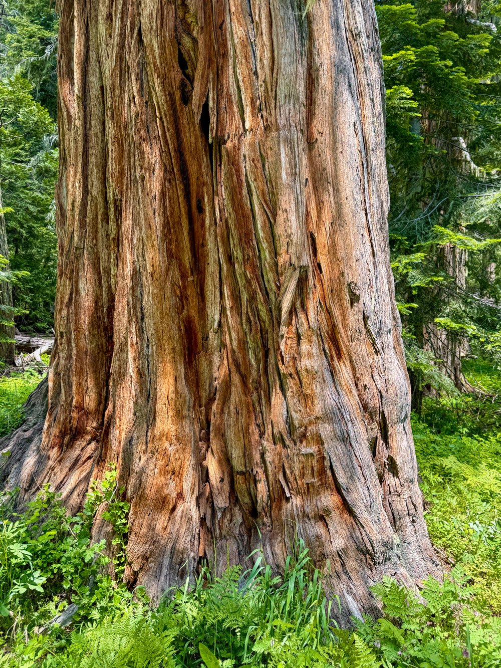 Enormous incense cedar