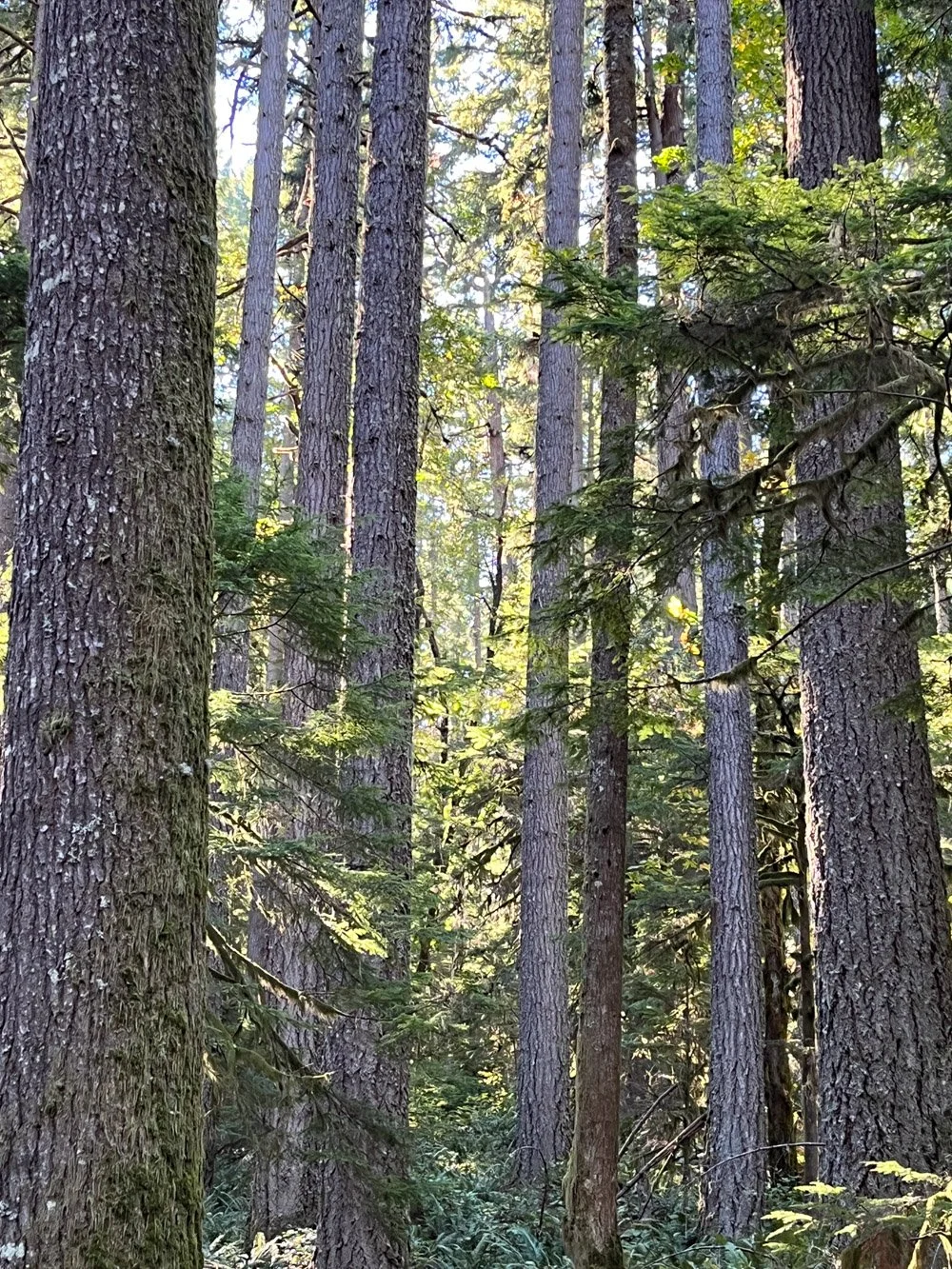 Maturing forest
