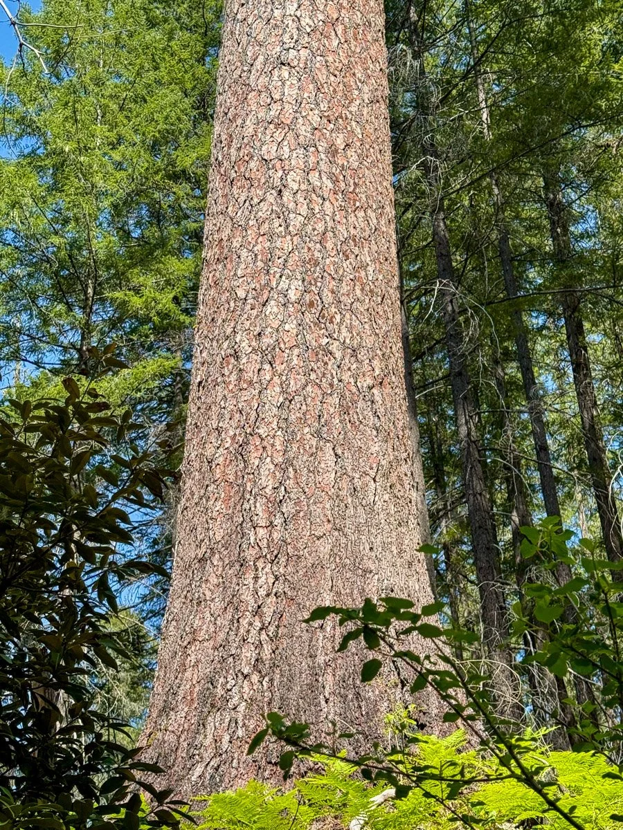 Giant sugar pine