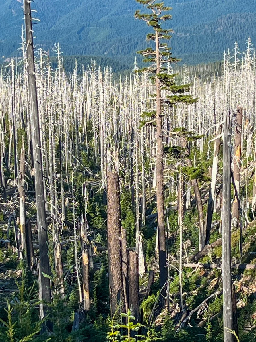 Gnarl Ridge Fire (2008)