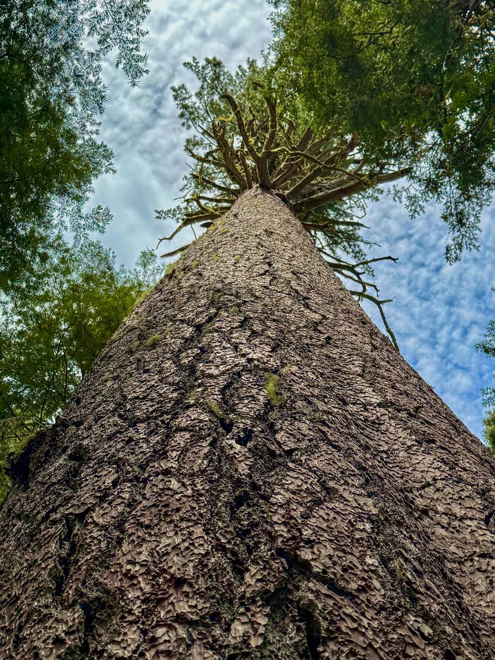 Tall sugar pine