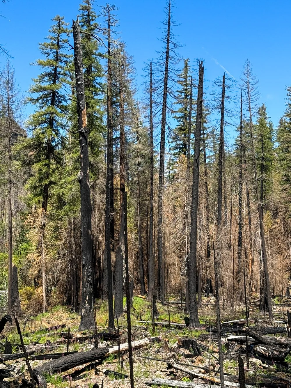 Mixed severity fire (Emigrant Fire 2025)