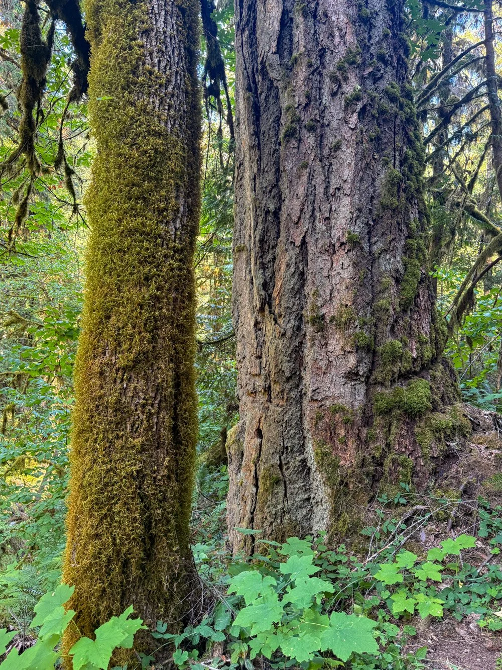Old Douglas-fir and bigleaf maple
