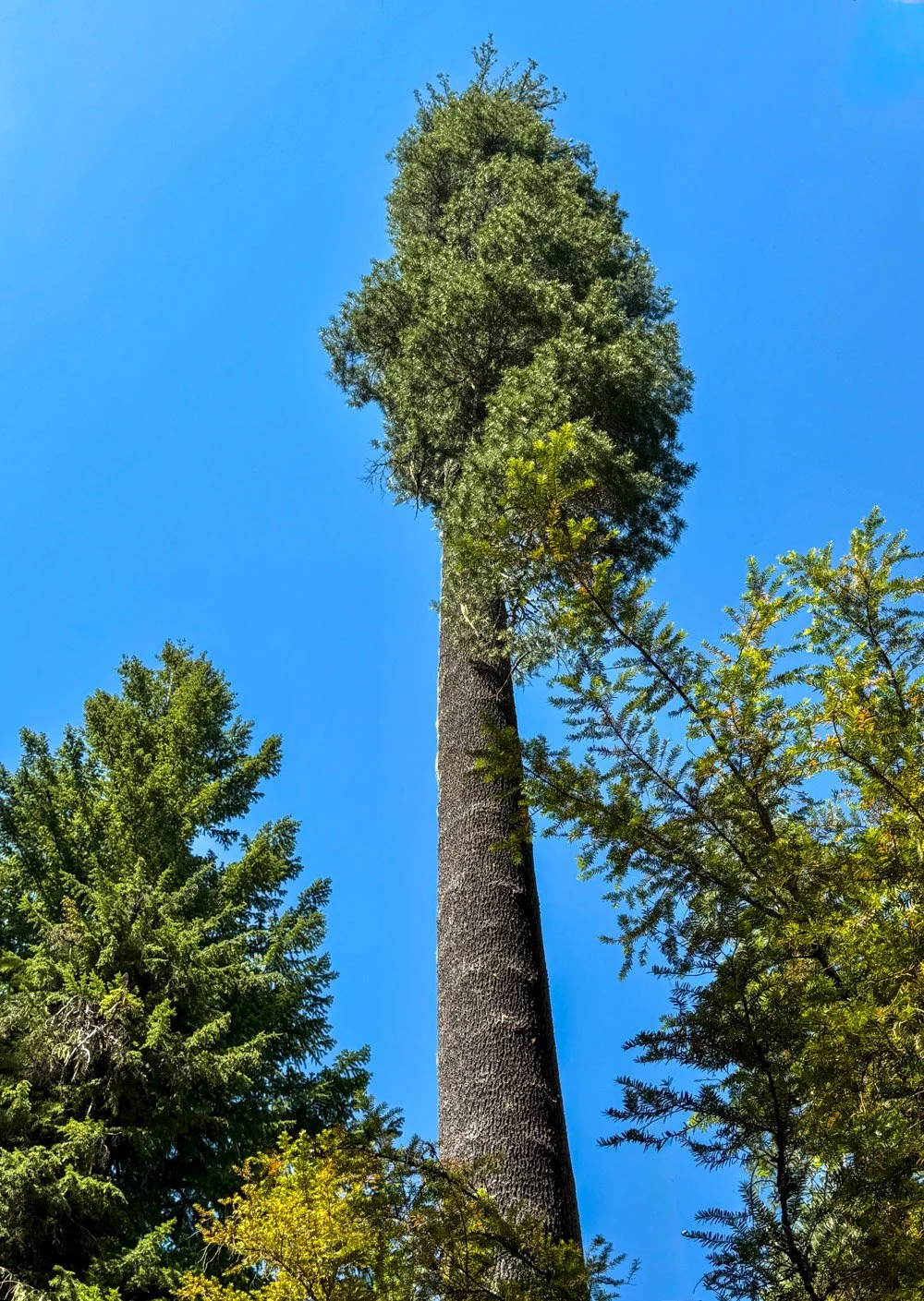 Western white pine