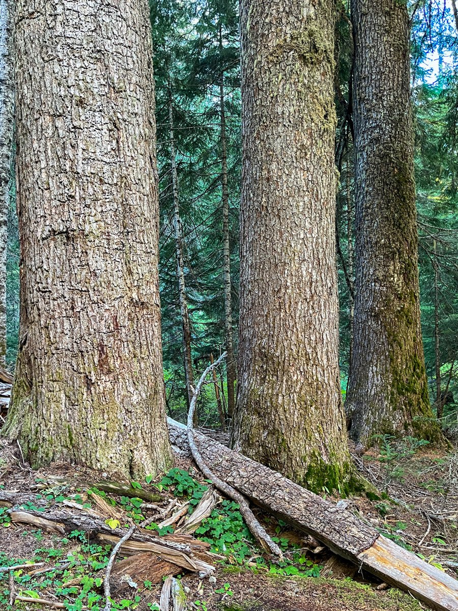 Trio of noble fir