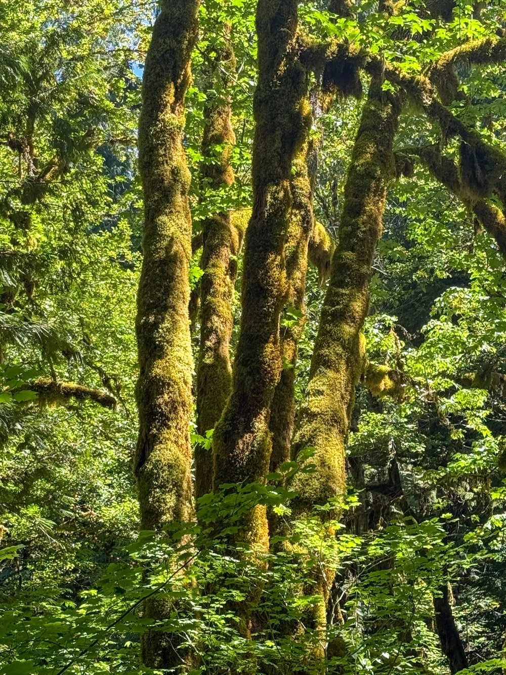 Bigleaf maple