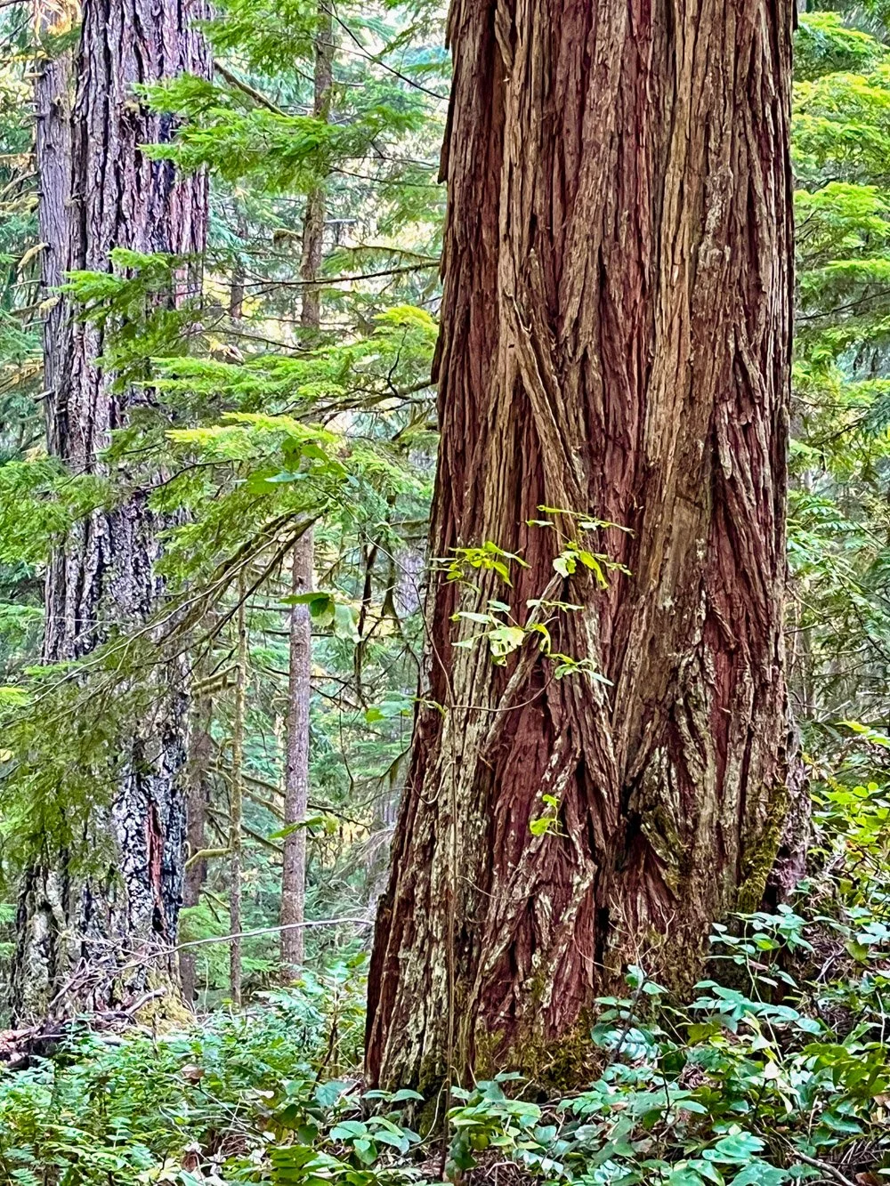 Large incense cedar