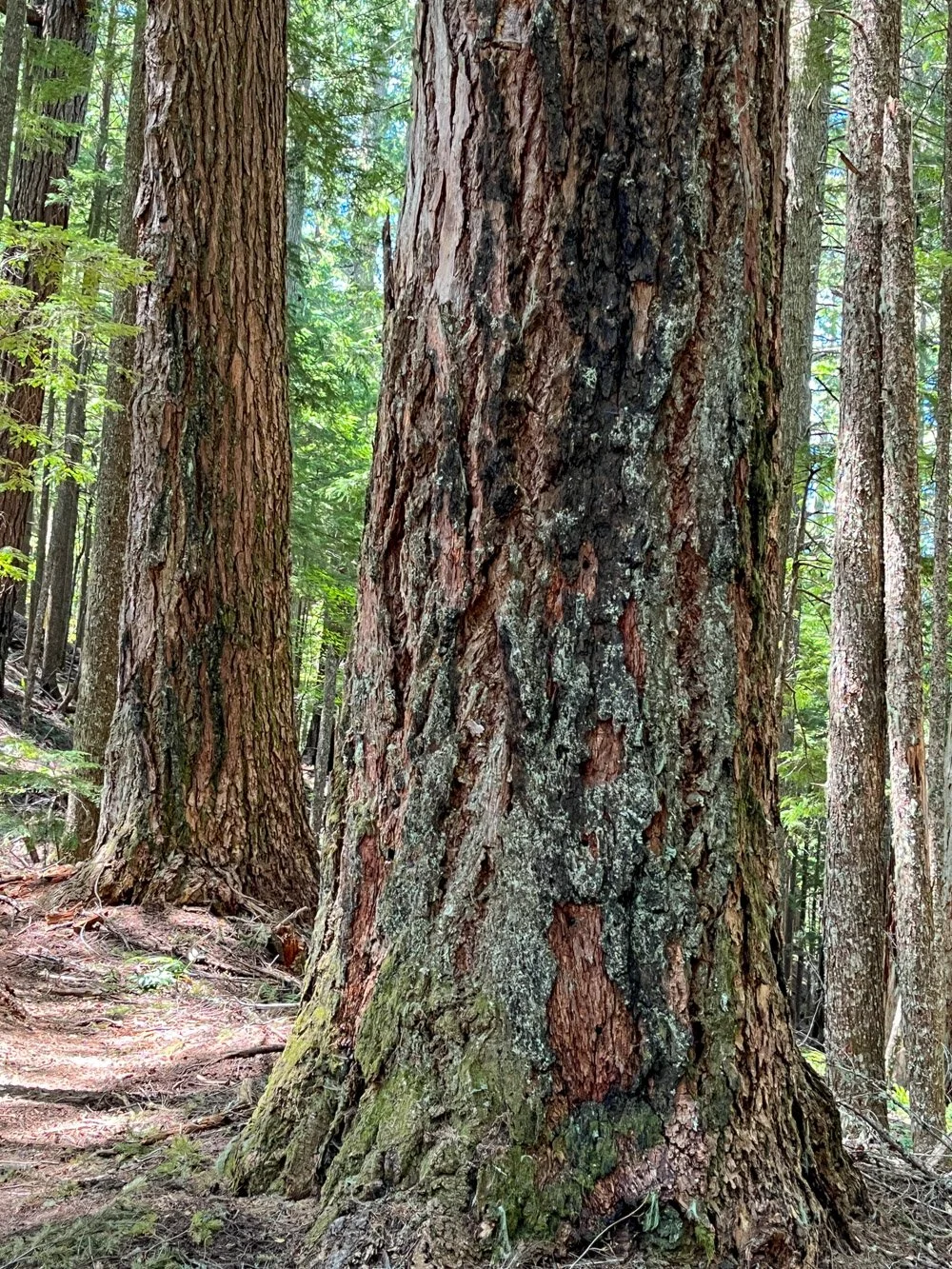 Fire-scorched Douglas-fir