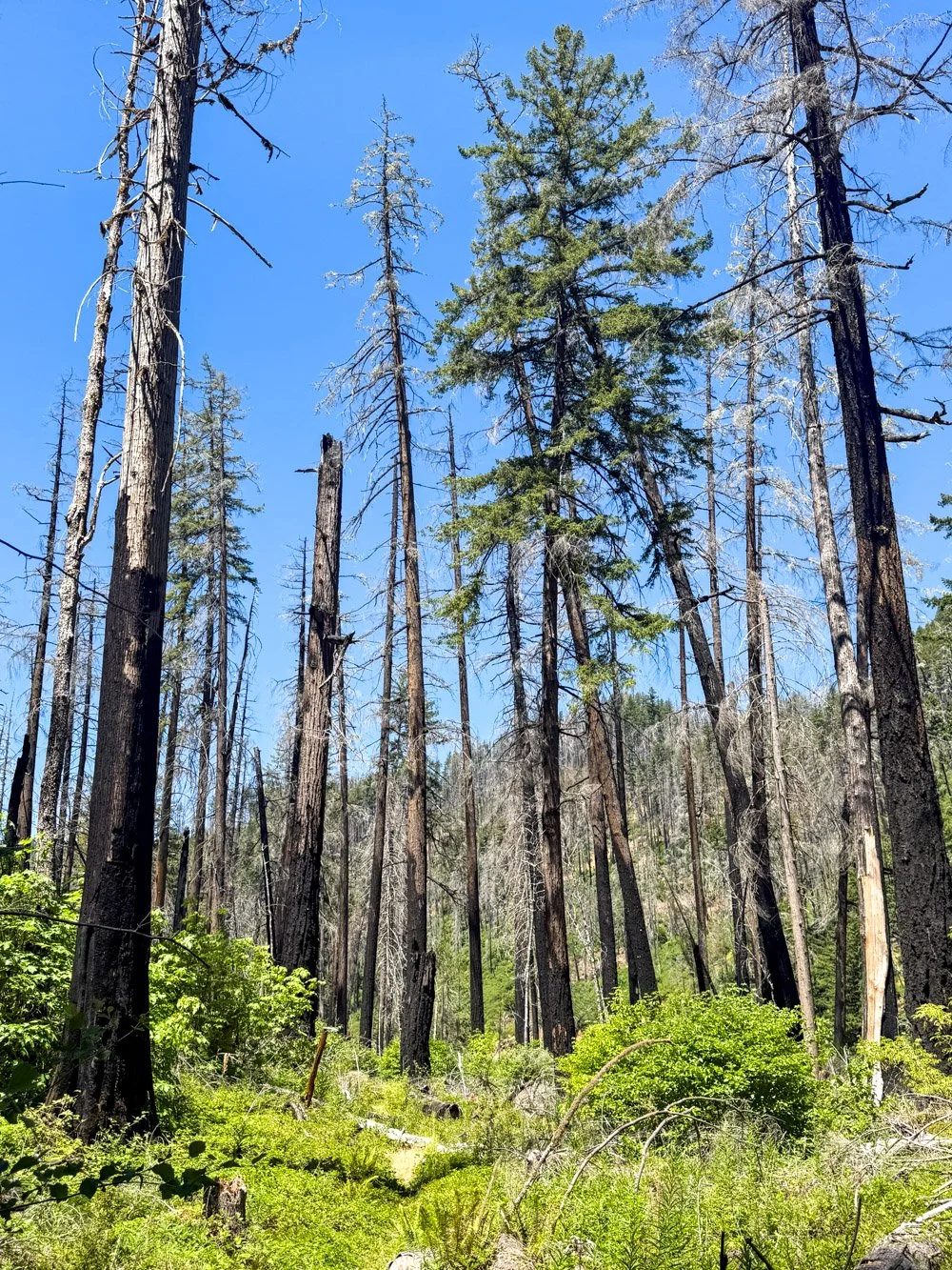 Old-growth forest, post-fire (Archie Creek Fire, 2020)