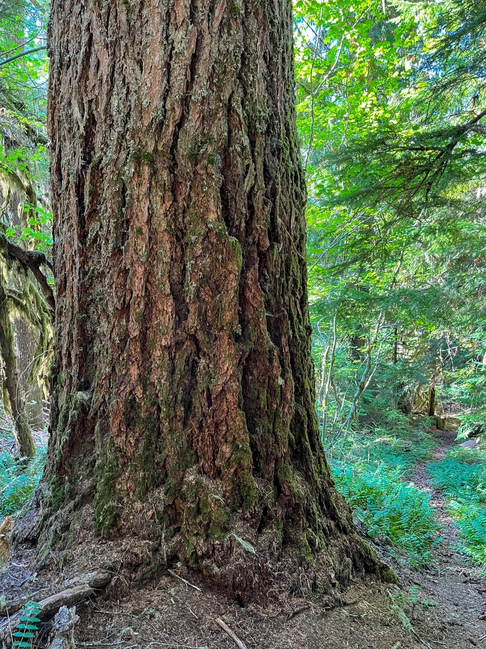 Big Douglas-fir, pre-fire