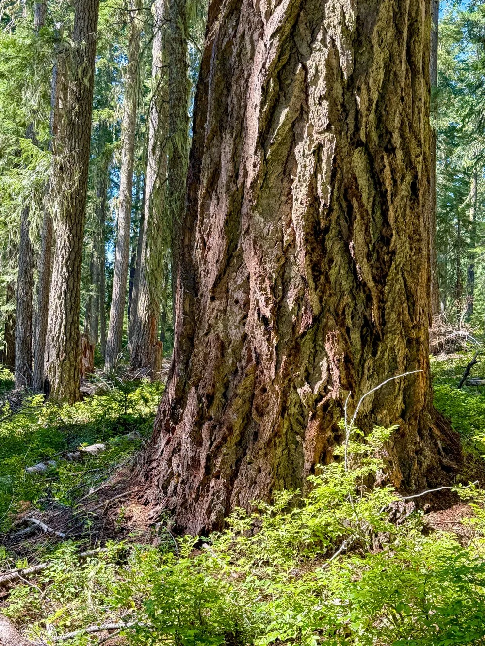 Super-old Douglas-fir