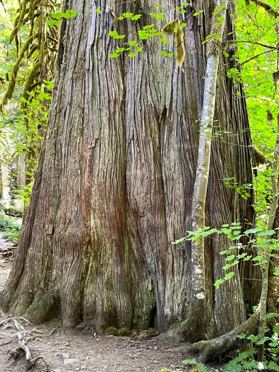 12. Old Salmon River Trail