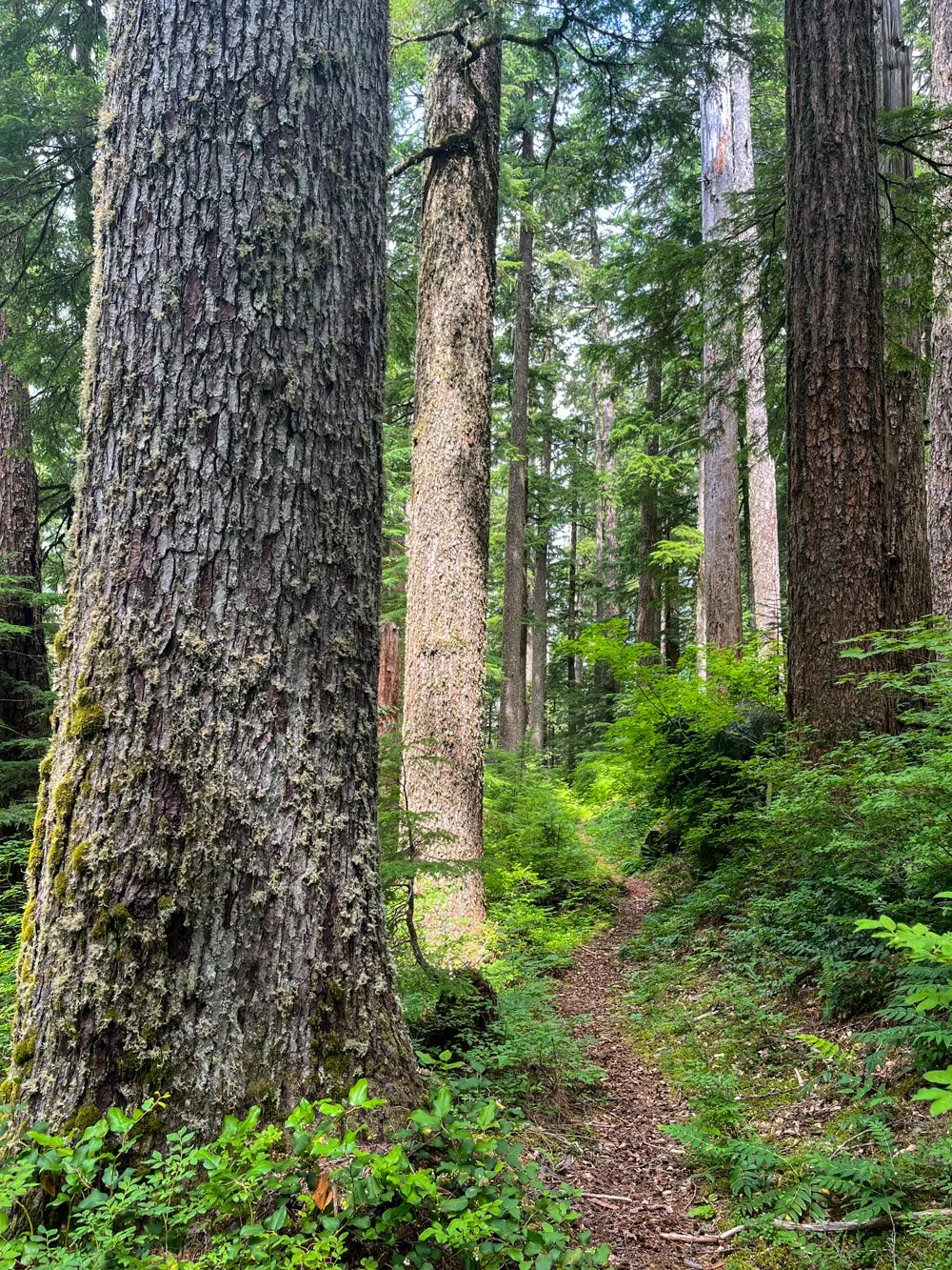 Noble fir, Douglas-fir