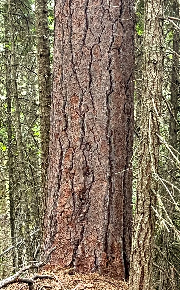 Stout ponderosa pine