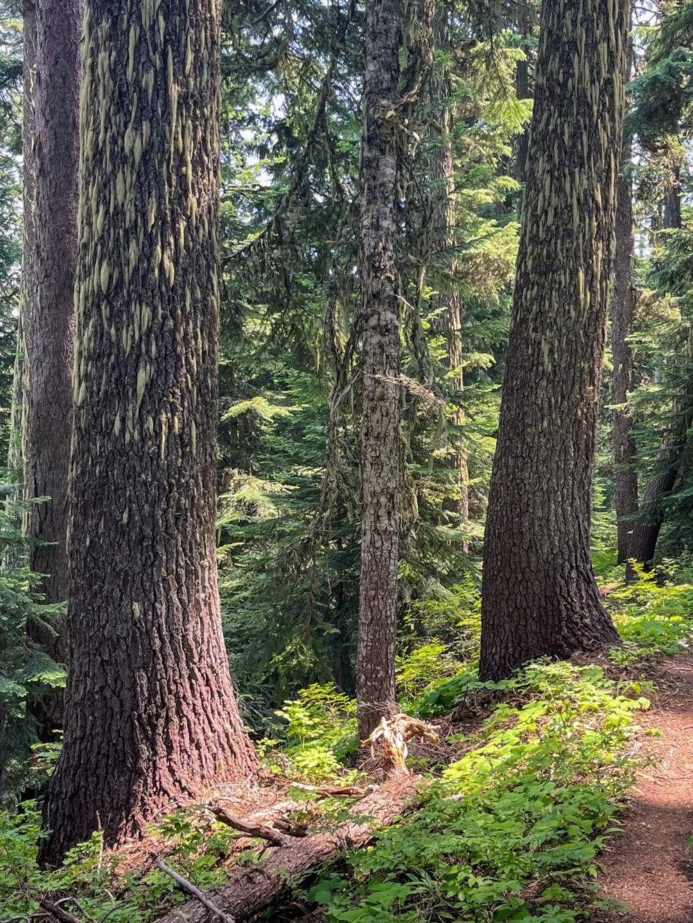 Noble fir, pre-fire