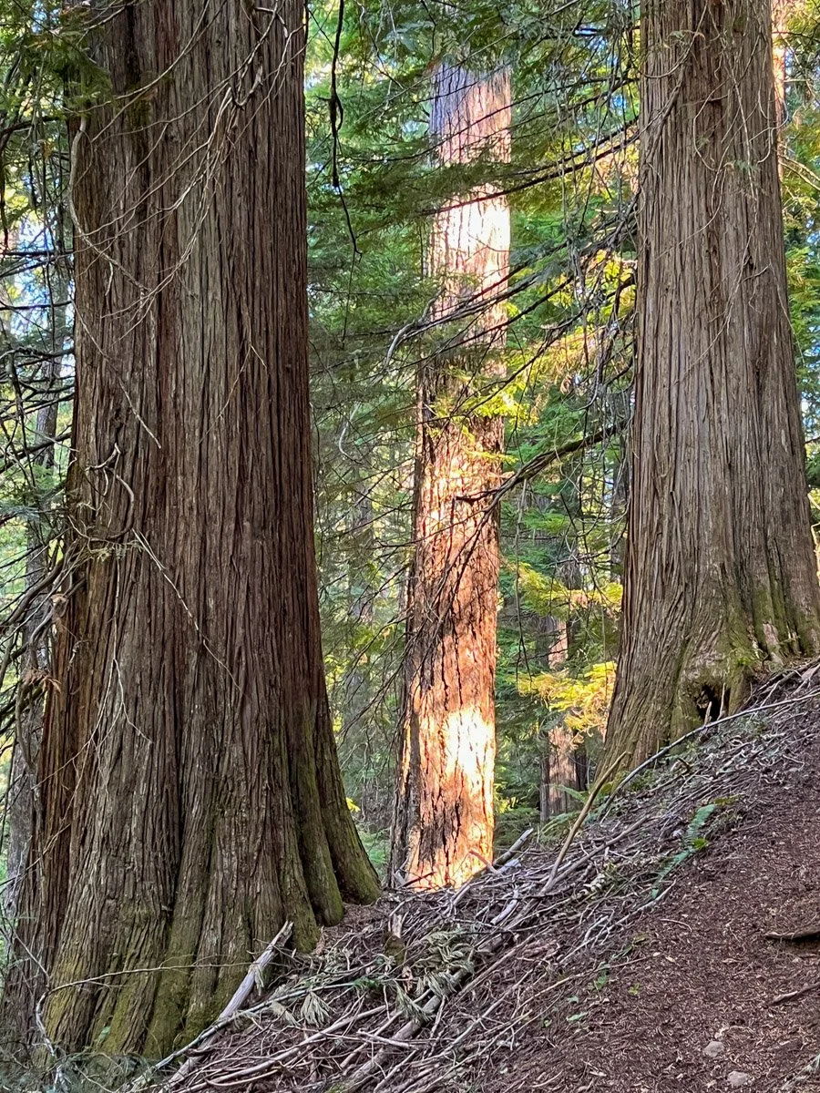 Old western redcedar, pre-fire