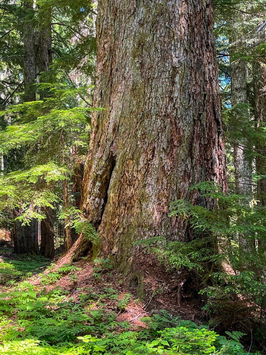 Ancient Douglas-fir