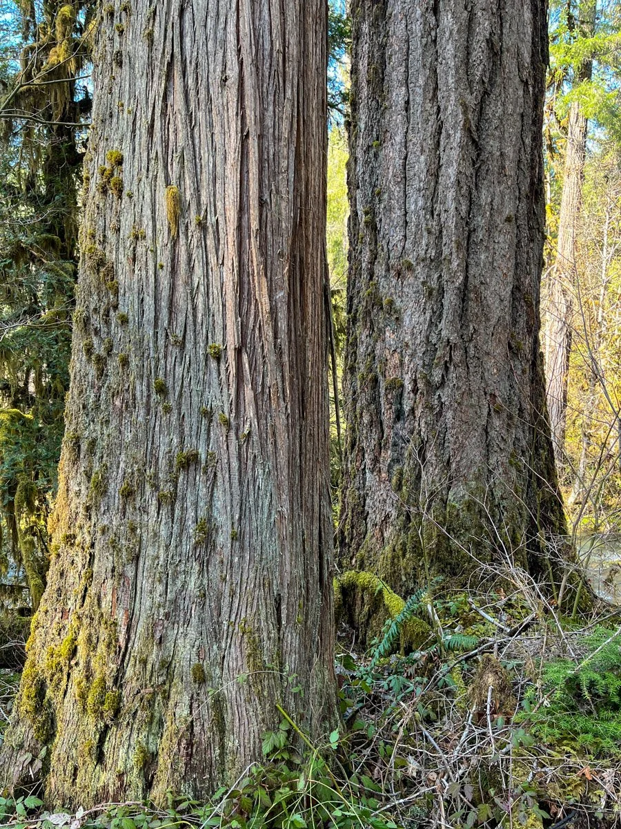 Western redcedar & Douglas-fir, pre-fire